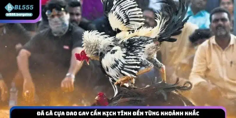 Đá gà cựa dao gay cấn kịch tính đến từng khoảnh khắc