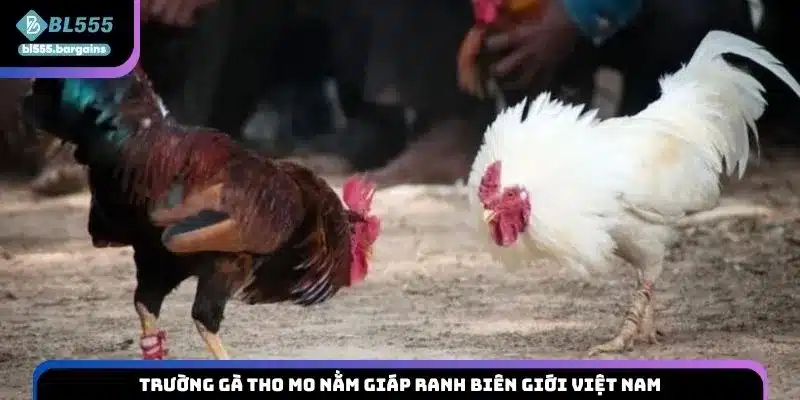 Trường gà Tho mo nằm giáp ranh biên giới Việt Nam