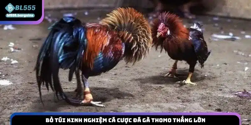 Bỏ túi kinh nghiệm cá cược đá gà Thomo thắng lớn