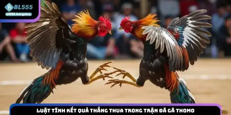 Luật tính kết quả thắng thua trong trận đá gà Thomo